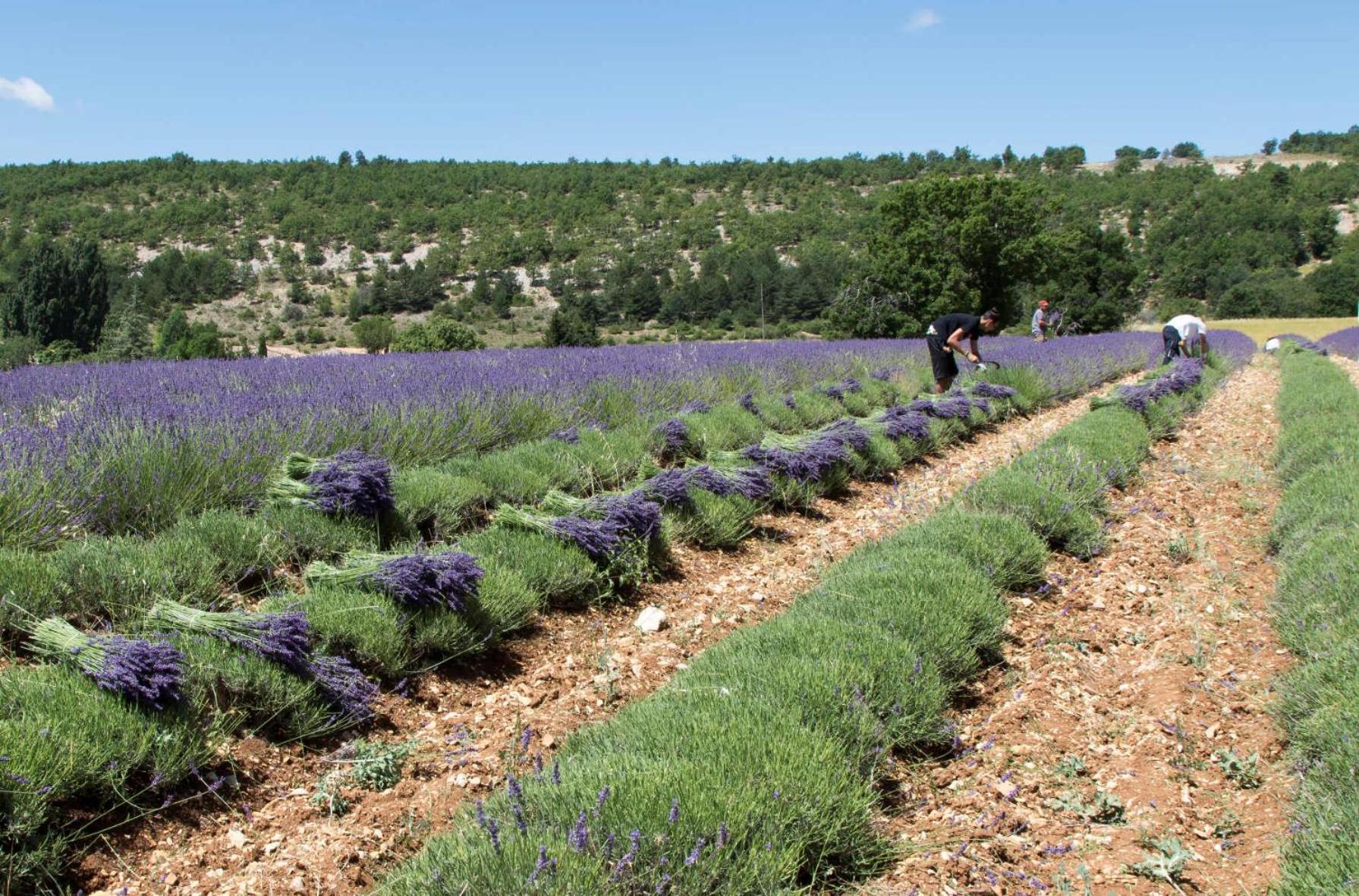 Le Gite De Lolivier En Provence Aramon Exterior foto